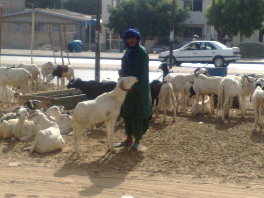 Reportage-Tabaski : Les vendeurs de moutons plus préoccupés par la cherté du prix du transport que par la TVA levée de 18%