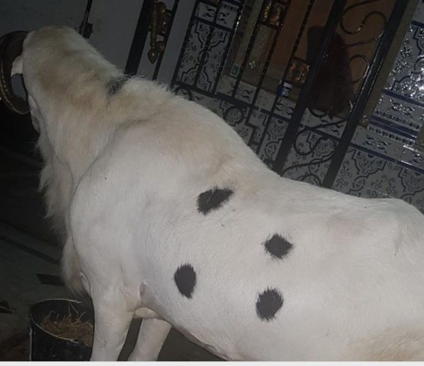 Tabaski: Le geste touchant du Président Macky Sall envers son ami Dr. Ahmed Khalifa Niasse Tabaski: Le geste touchant du Président Macky Sall envers son ami Dr. Ahmed Khalifa Niasse