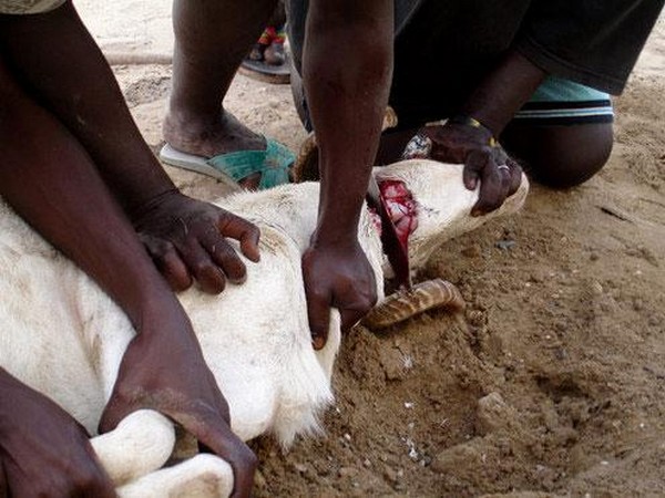 Tabaski: Précautions à prendre avant et après le sacrifice du mouton…