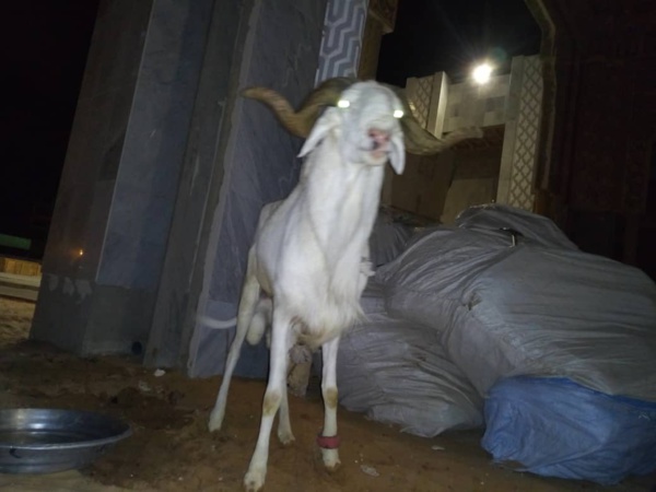 Me Abdoulaye Wade a offert à l'Imam de la Grande Mosquée de Massalikoul Djinane...