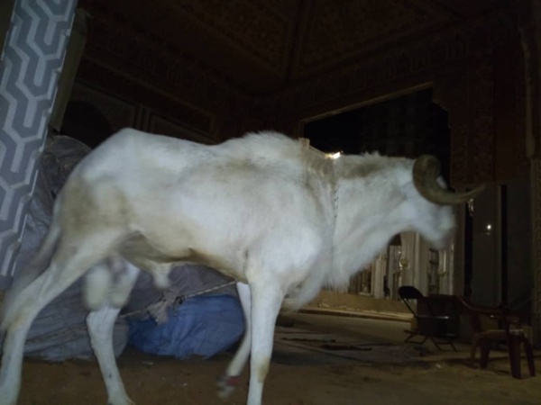 Me Abdoulaye Wade a offert à l'Imam de la Grande Mosquée de Massalikoul Djinane... Me Abdoulaye Wade a offert à l'Imam de la Grande Mosquée de Massalikoul Djinane...