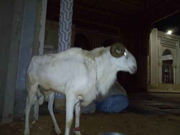 Me Abdoulaye Wade a offert à l'Imam de la Grande Mosquée de Massalikoul Djinane...