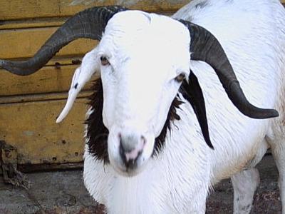 Tabaski : Y aura assez de moutons sur le marché