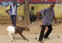 CELEBRATION DE LA FÊTE DE TABASKI : Quand on s'endette pour acheter un mouton