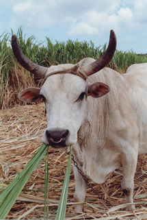 Tabaski – Mbour: pénurie de moutons: Ils se cotisent pour acheter des boeufs