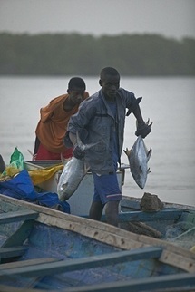 DÉSŒUVREMENT A GUET NDAR ET a la LANGUE DE BARBARIE : Faute de licences, les pêcheurs restent à quai