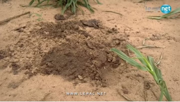 Keur Assane Tivaouane : Le vieux Assane Seck décapité à cause d'un litige relatif à un héritage foncier