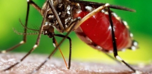 La Dengue réapparait à Fatick, trois cas détectés