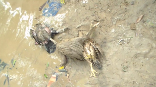 Une nuit de tamxarite infernale: Plusieurs quartiers de Thiès sous les eaux Une nuit de tamxarite infernale: Plusieurs quartiers de Thiès sous les eaux