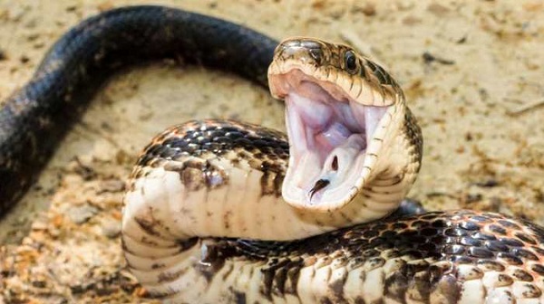 Niacoulrab : Un serpent cause la mort d’un jeune garçon