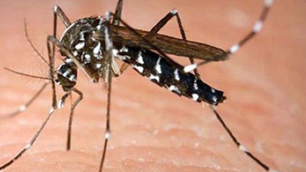 Dengue: le bilan passe de 9 à 12 cas