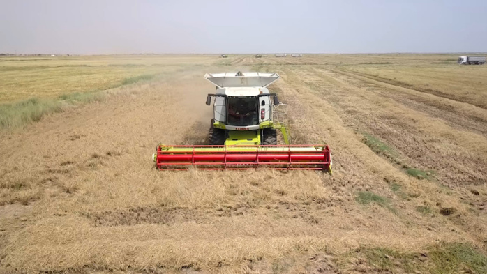 Autosuffisance en riz:  La Compagnie agricole de Saint-Louis (Casl) montre la voie 