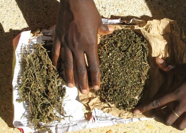Après un siècle de prohibition, le Canada légalise le cannabis