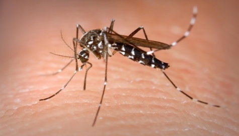 Touba : la dengue est passée de 8 à 38 cas