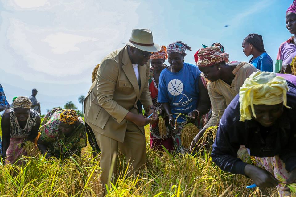 Photos : Macky Sall avec les femmes de Bignona dans les rizières de Diaroumé