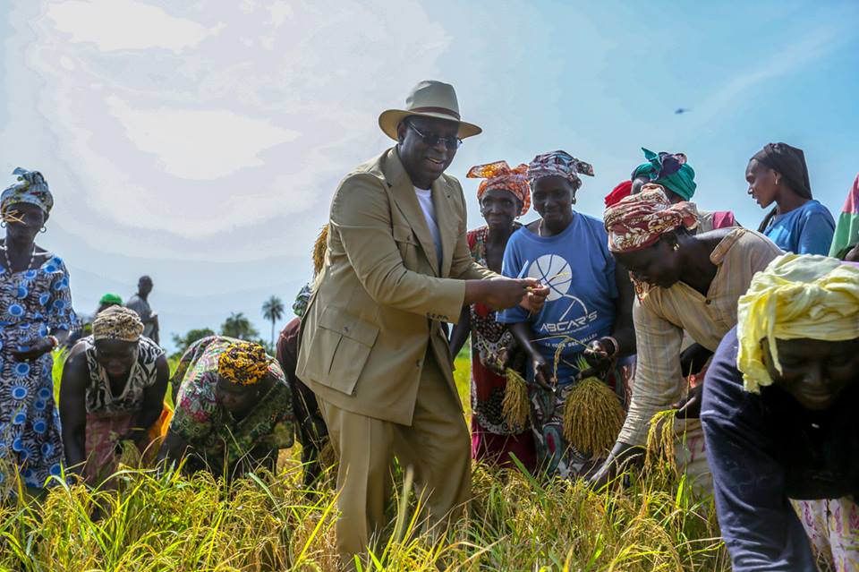 Photos : Macky Sall avec les femmes de Bignona dans les rizières de Diaroumé