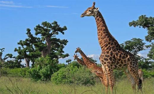 Un incendie ravage la réserve animalière de Bandia