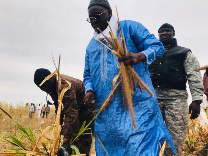 Samuel Sarr a répondu à l'Appel de Serigne Saliou Mbacké pour les travaux champêtres des champs de Lagane