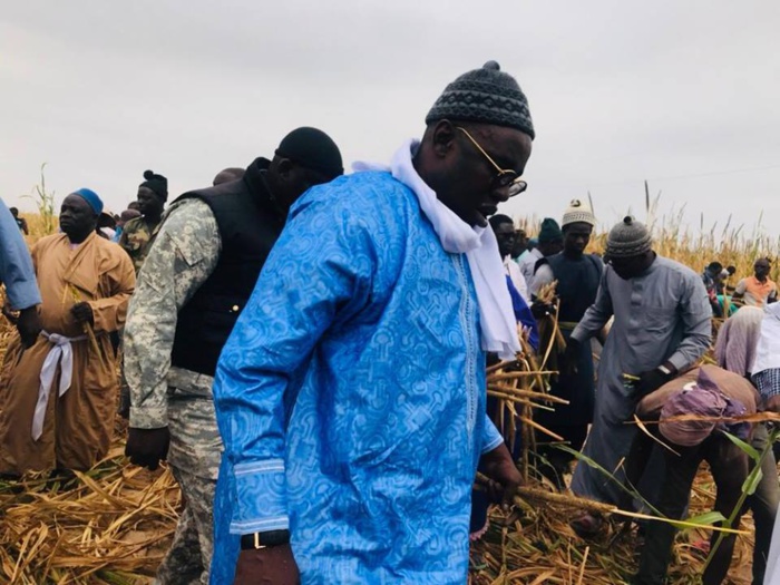 Samuel Sarr a répondu à l'Appel de Serigne Saliou Mbacké pour les travaux champêtres des champs de Lagane