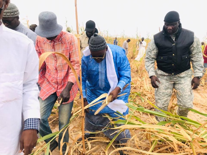 Samuel Sarr a répondu à l'Appel de Serigne Saliou Mbacké pour les travaux champêtres des champs de Lagane
