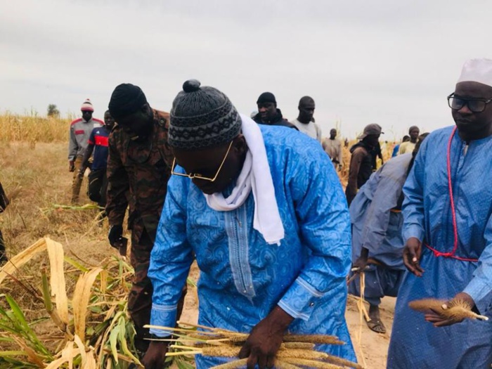 Samuel Sarr a répondu à l'Appel de Serigne Saliou Mbacké pour les travaux champêtres des champs de Lagane