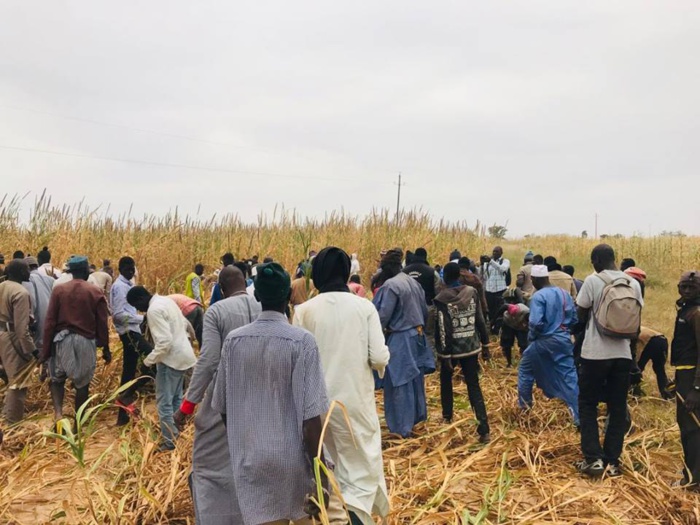 Samuel Sarr a répondu à l'Appel de Serigne Saliou Mbacké pour les travaux champêtres des champs de Lagane