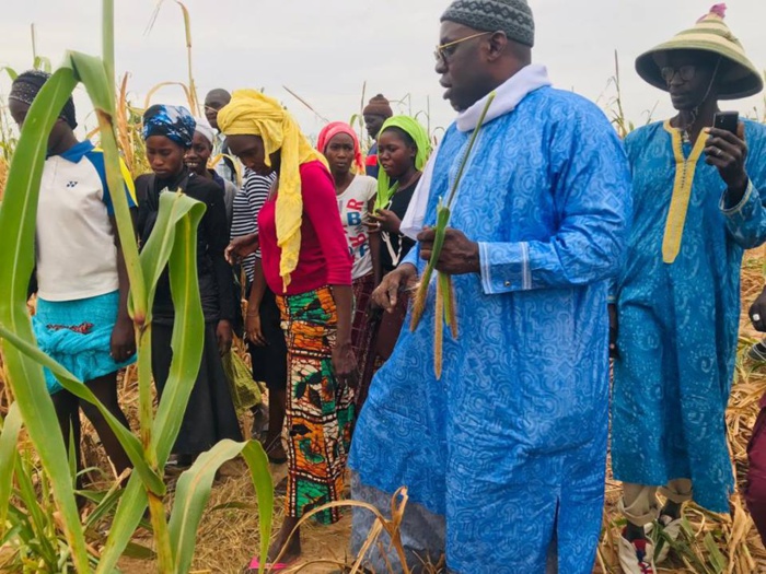 Samuel Sarr a répondu à l'Appel de Serigne Saliou Mbacké pour les travaux champêtres des champs de Lagane