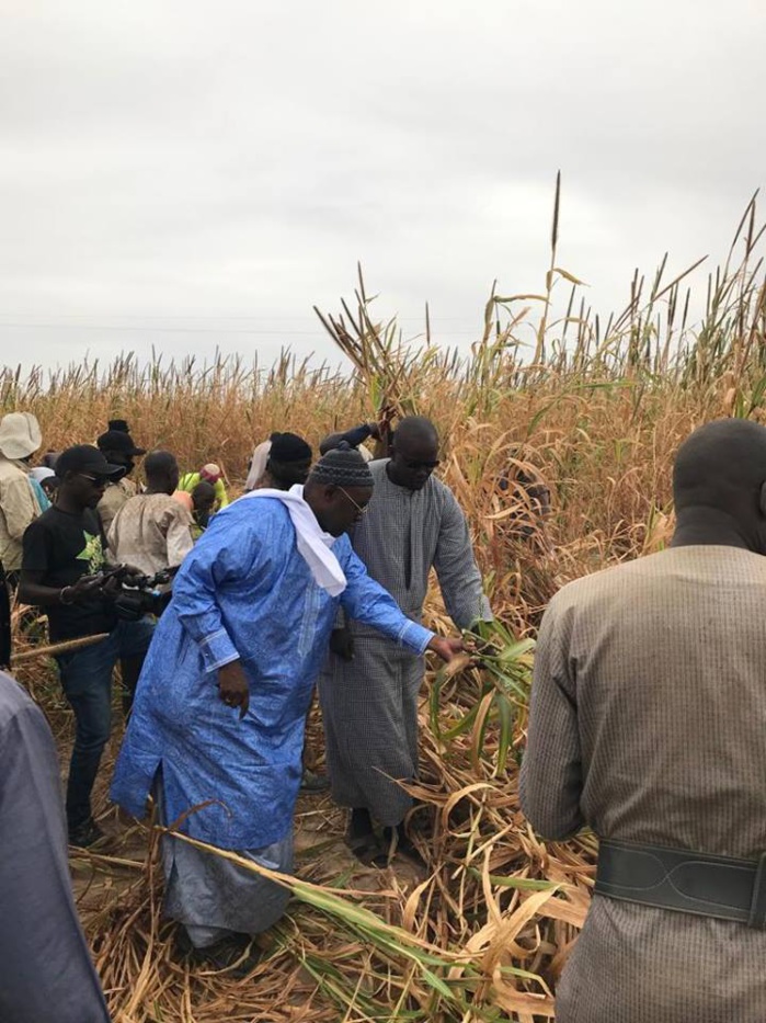 Samuel Sarr a répondu à l'Appel de Serigne Saliou Mbacké pour les travaux champêtres des champs de Lagane