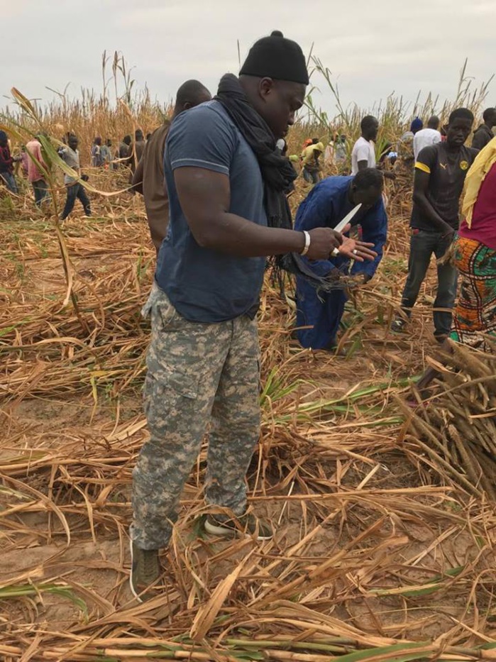 Samuel Sarr a répondu à l'Appel de Serigne Saliou Mbacké pour les travaux champêtres des champs de Lagane
