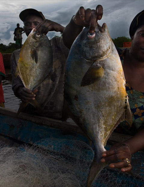 La pêche Sénégalaise en effervescence