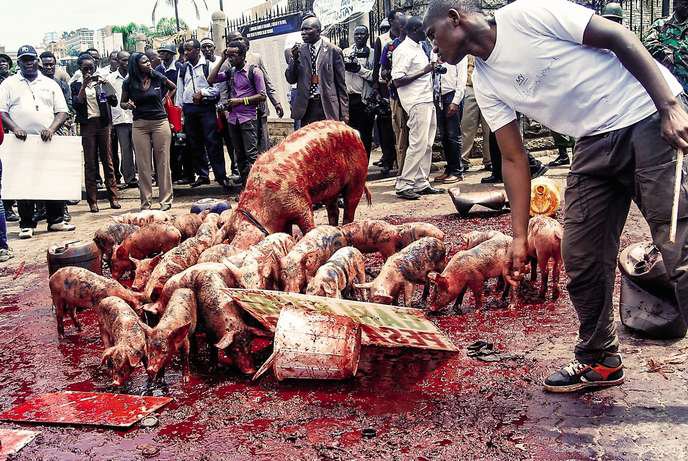 En 2013, à Nairobi, manifestation avec des porcs lâchés devant le Parlement, pour protester contre les revenus des députés. Denish Ochieng/Nation Media/Gallo Images/Getty Images
