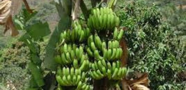Agriculture: L’Etat a dégagé 2, 5 milliards pour l’autosuffisance en banane (officiel)