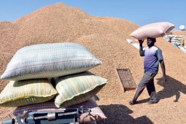 Campagne de commercialisation arachidière à Kaolack, les producteurs bradent leurs récoltes Campagne de commercialisation arachidière à Kaolack, les producteurs bradent leurs récoltes