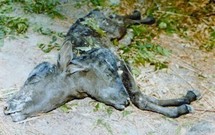 Mali : Un veau naît avec deux têtes
