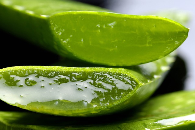 Dangers de la consommation d'aloe-vera