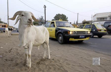 THIES: Un enseignant se fait voler son mouton de baptême