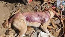 Abdoulaye Sarr : consommateur et vendeur de la viande de chien