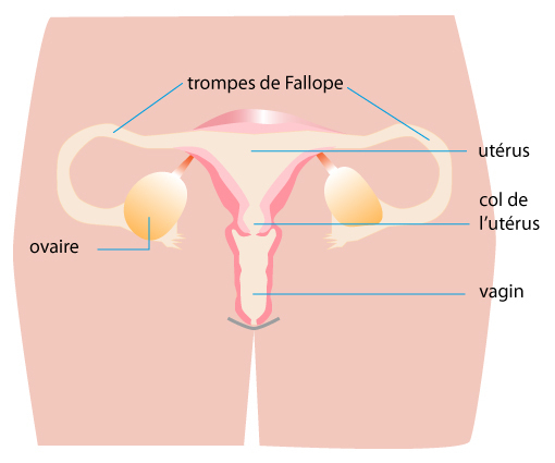 Stérilité féminine