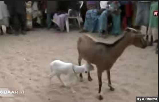 VIDEO - Incroyable mais vrai : Une chèvre accouche d’une agnelle à Gadaya