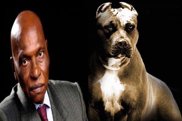 WADE COMMANDE DES PITBULLS POUR DISSUADER LES CARAVANES DE POTENTIELS MANIFESTANTS