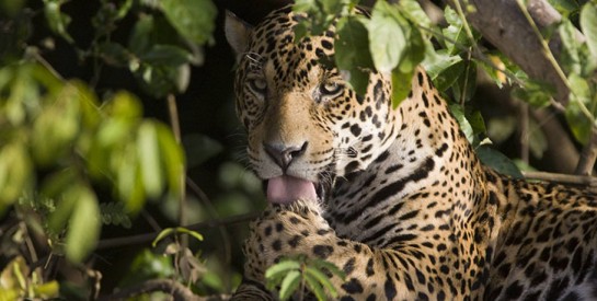 Elle tente un selfie avec un jaguar et manque de perdre une main