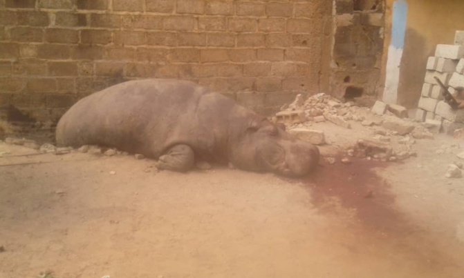 Kédougou : un hippopotame crée la panique dans la commune