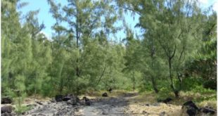 Kolda: Un homme retrouvé mort dans une forêt
