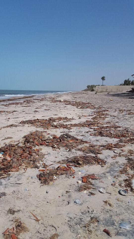 Photos : TrashChallenge, les volontaires de Palmarin nettoient le littoral