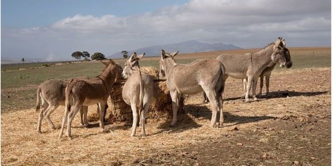 Koumpentoum - 91 équidés morts : Les services vétérinaires suspectent la gourme (angine du cheval)