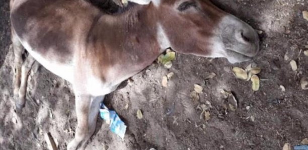 Grippe équine : l’épidémie progresse, 3473 bêtes contaminées à Fatick