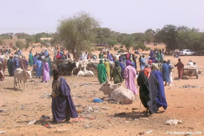 Linguère:  7 personnes dont un chef de village arrêtées après une bagarre au coupe-coupe