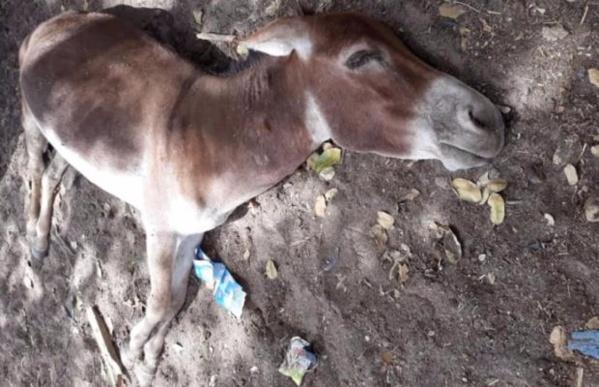 Grippe équine: 30 mille malades, près de 3 mille morts, 7 régions dans une zone rouge