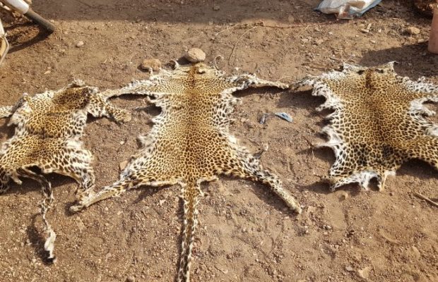 Kédougou:Trois trafiquants arrêtés avec des peaux de léopard