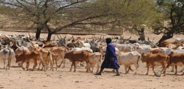 Drame à Samine: Un berger tué